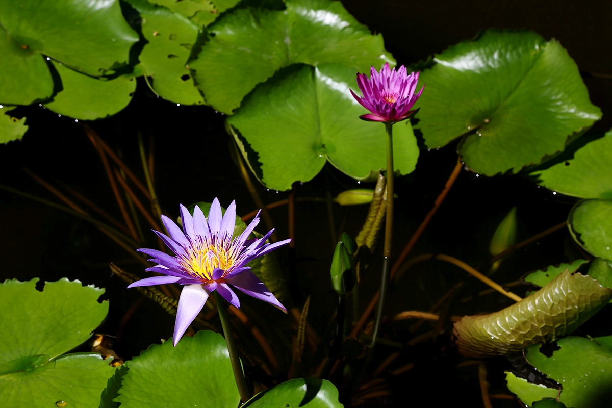 「泰国」七夕不宅家,画上桃花妆去曼谷蹭蹭桃花运吧!