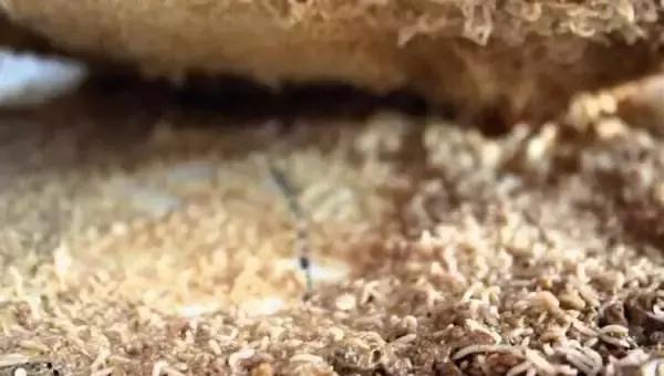 9种被你嫌弃的重口味食物,盘点臭但是好吃的食物