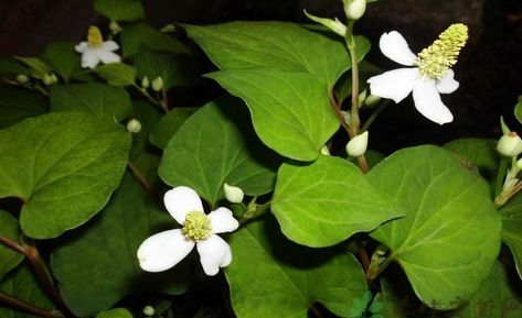 一盘“秋葵”下肚，济南一男子失去意识！菜市场里的这些“毒菜”看清楚了，千万别买错了！