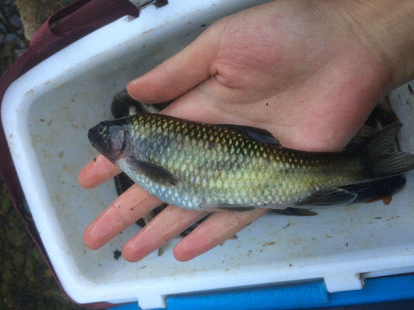 溪流里最多的就是这种光唇鱼，误食了鱼籽可能引发腹泻