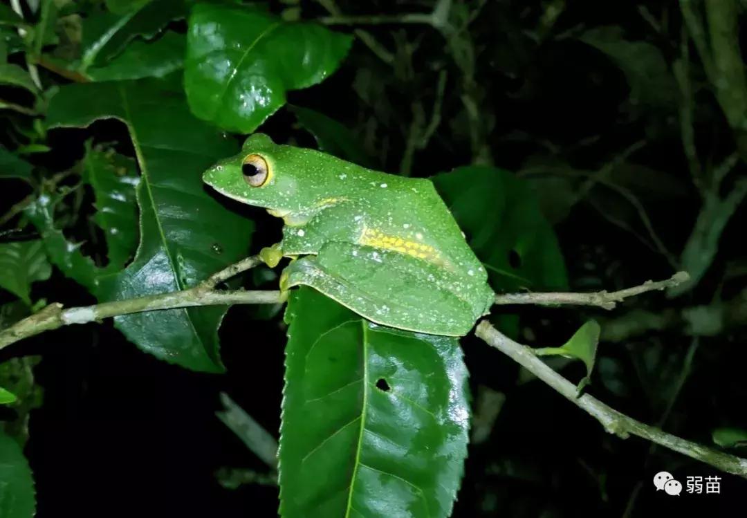 西双版纳四日博物之旅，都有哪些新发现