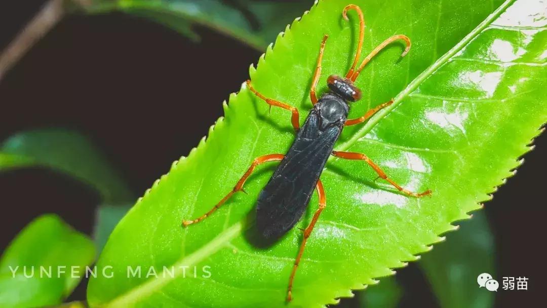 西双版纳四日博物之旅，都有哪些新发现