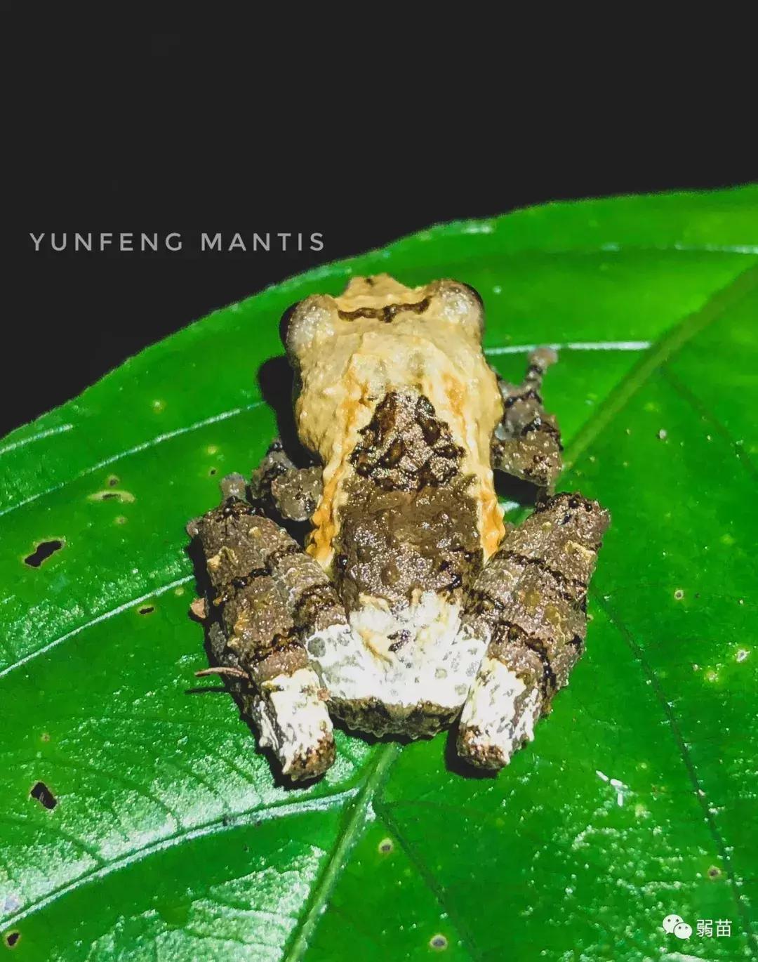 西双版纳四日博物之旅，都有哪些新发现