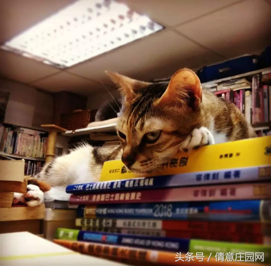 这是一家被喵星人占领的书店