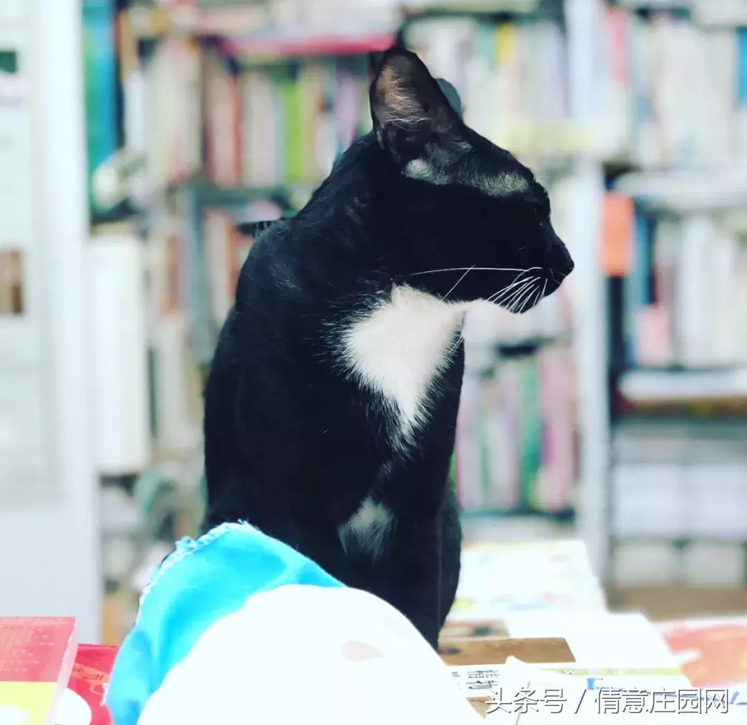 这是一家被喵星人占领的书店