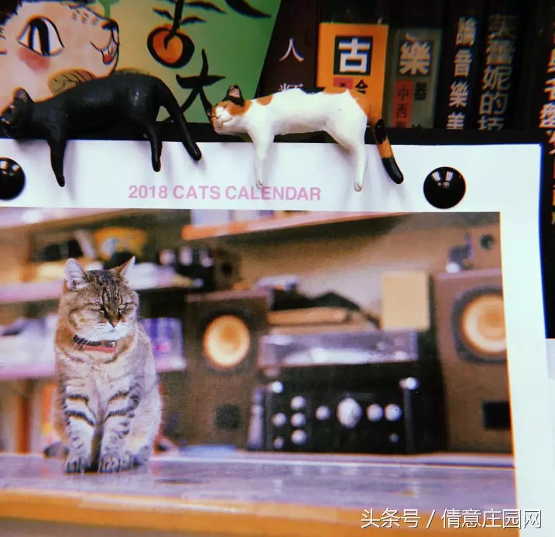 这是一家被喵星人占领的书店