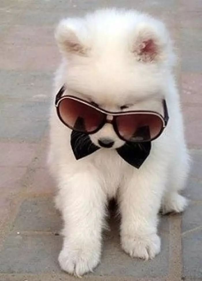 狗狗寄养怎么减轻狗狗忧虑,狗子出去不回家怎么办