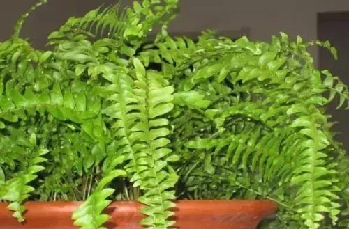 过期的药品能用来养花吗,所有过期药片都可以养花吗