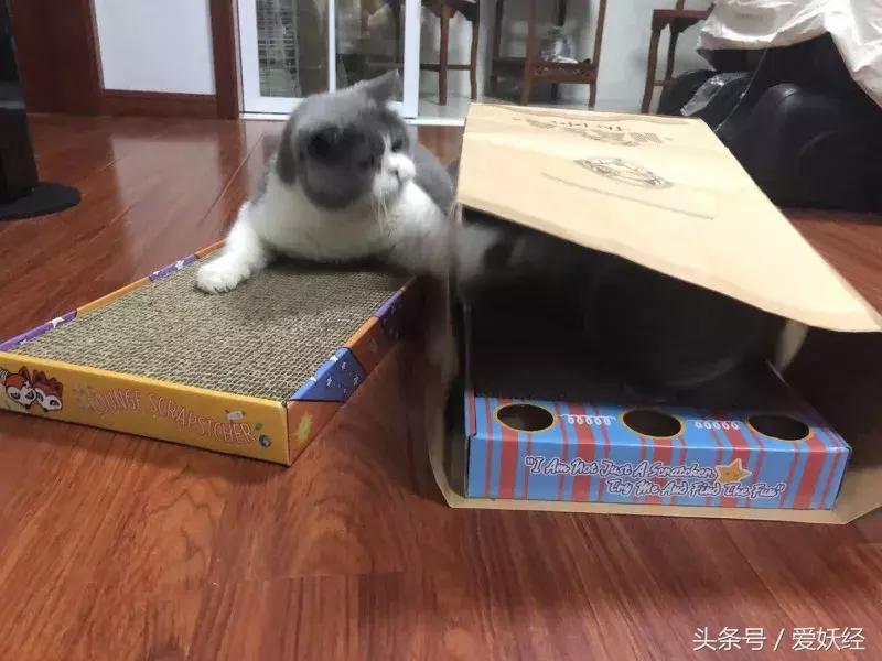 怎么让猫咪爱上猫抓板,猫咪喜欢猫抓板的表现