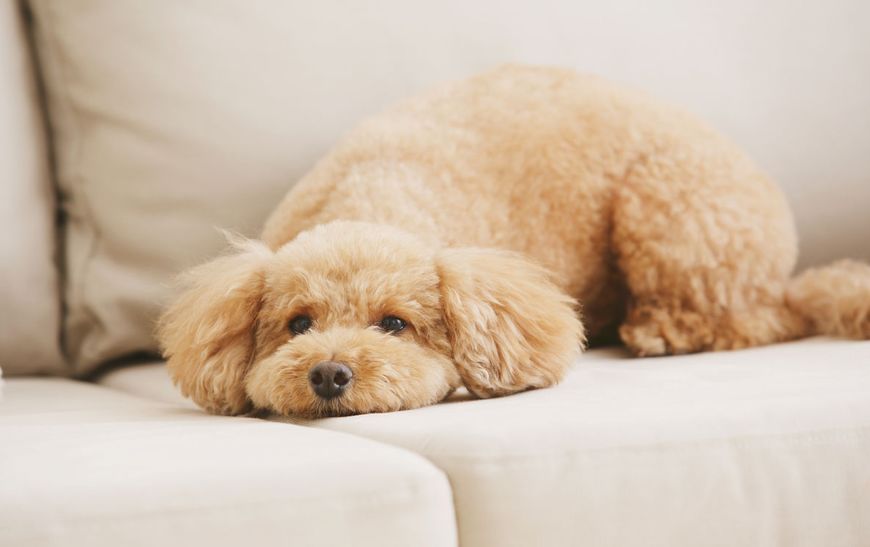 最受欢迎宠物狗品种排行榜前十名,十大名犬哈士奇