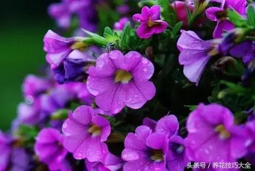 过期药品养花妙用,这些过期药品别扔拿来养花是神器