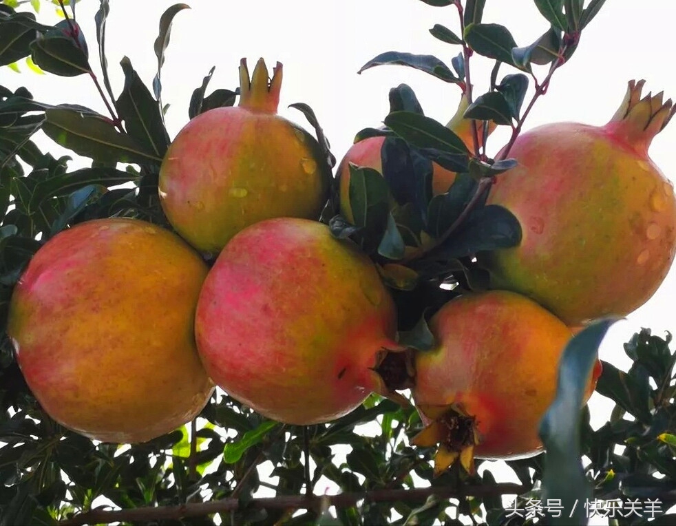 会理石榴之乡突尼斯软籽石榴,会理县软籽石榴之乡