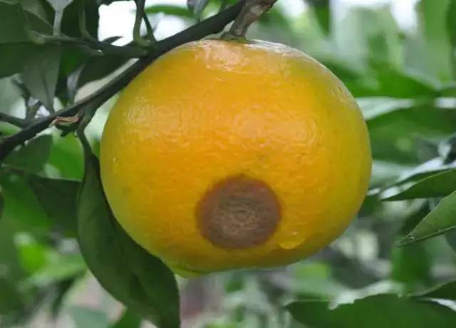 柑橘果树诱捕害虫方法,柑橘幼果病害预防
