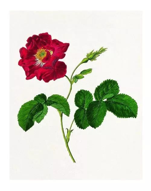 情人节想要给你永不褪色的浪漫,情人节送给彼此的浪漫