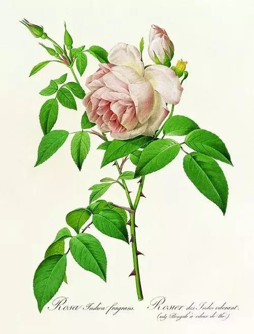 情人节想要给你永不褪色的浪漫,情人节送给彼此的浪漫