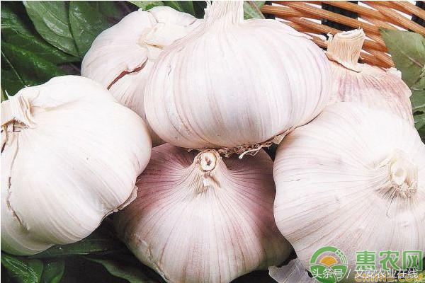 大蒜收购今日行情,今日全国各地大蒜批发价格