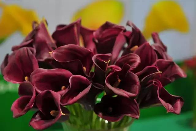 多姿多彩马蹄莲,彩色马蹄莲优雅高贵