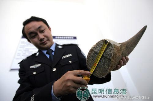 犀牛角的特征和图片,犀牛角的种类图片大全