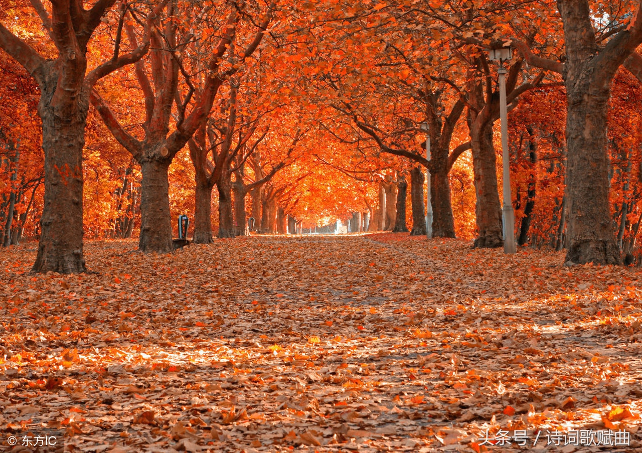 描写秋天的诗最简单的15首,描写秋天的诗句和古诗文