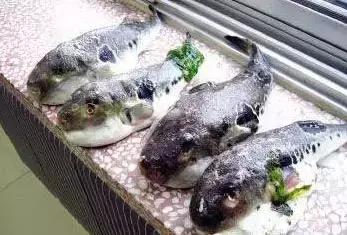 海南的鱼类大全,海南鱼类大全图片