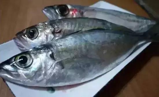 海南的鱼类大全,海南鱼类大全图片