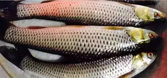 海南的鱼类大全,海南鱼类大全图片