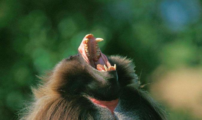 东非雌性狒狒真实长相,狮尾狒狒的长相