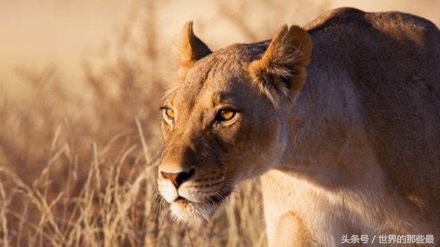 老虎狮子大象鳄鱼犀牛谁最厉害,鳄鱼和老虎同体型谁厉害