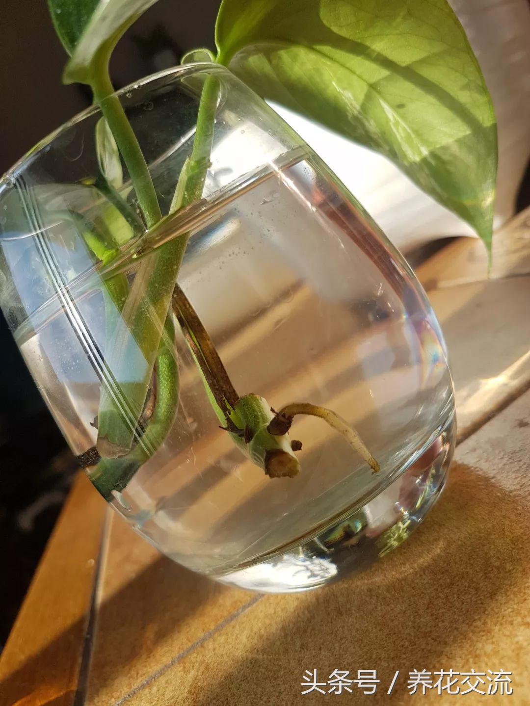 绿萝水培到土培注意事项,办公室的土培绿萝怎么养才能养好