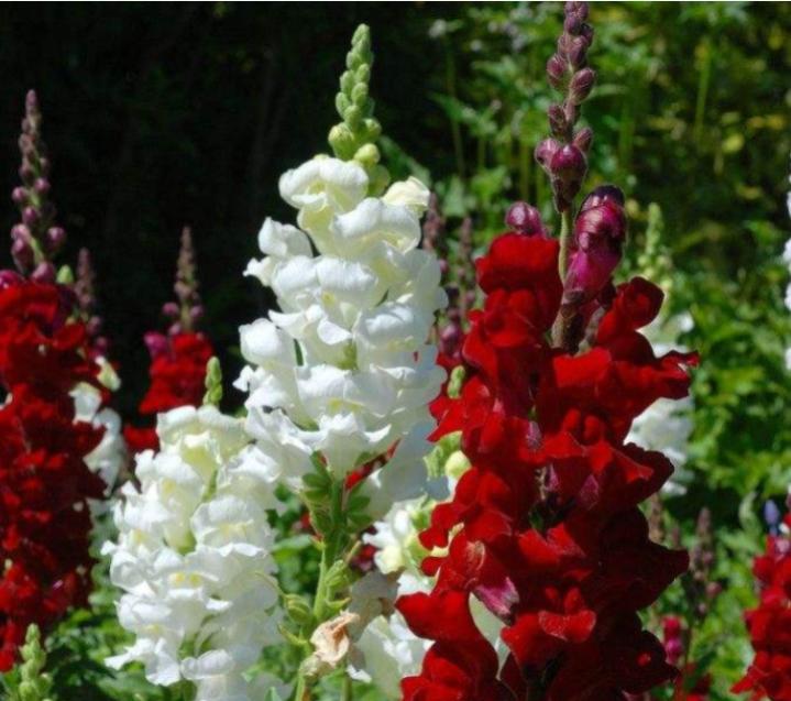 重瓣大花金鱼草的养殖方法,有关金鱼草的养殖方法和注意事项