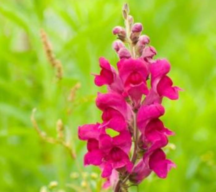 重瓣大花金鱼草的养殖方法,有关金鱼草的养殖方法和注意事项