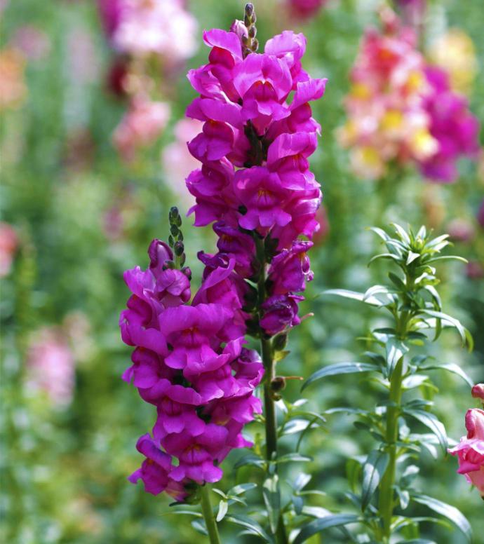 重瓣大花金鱼草的养殖方法,有关金鱼草的养殖方法和注意事项