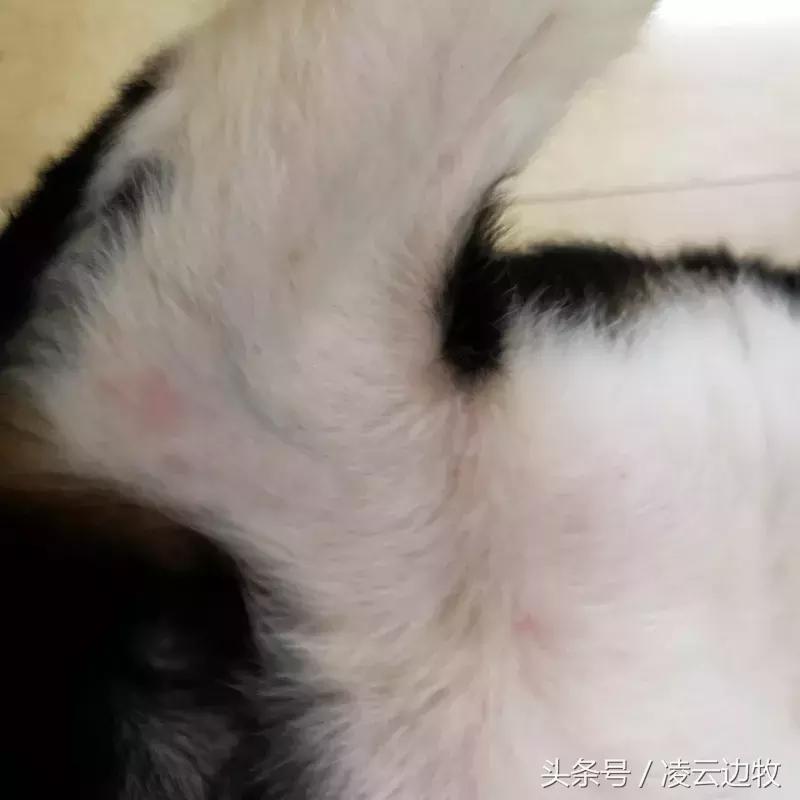 痒痒痒救救小主吧！狗狗出红疹怎么办？