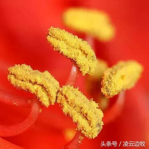 痒痒痒救救小主吧！狗狗出红疹怎么办？