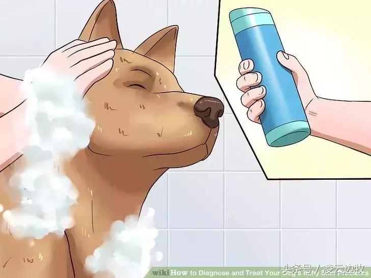 痒痒痒救救小主吧！狗狗出红疹怎么办？