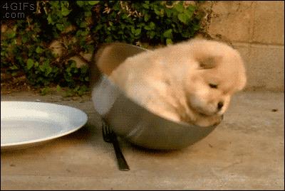 狗狗起红疹怎么办,狗狗红疹怎么治