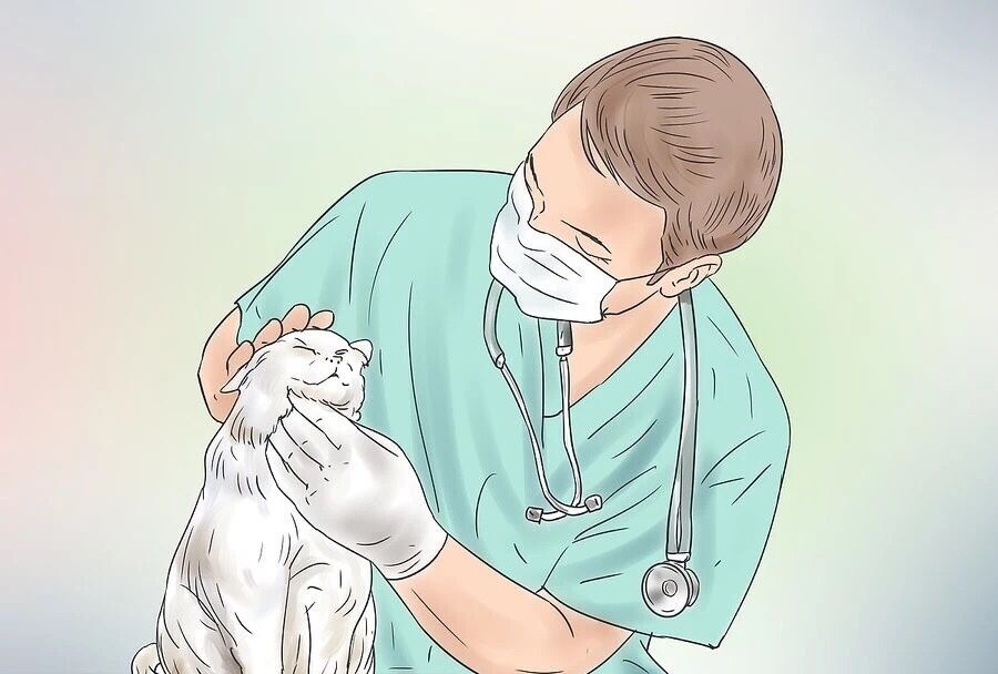 猫咪遇见杀虫剂中毒有哪些症状,猫咪蚊香中毒多久可以恢复正常