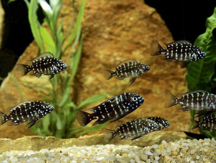 冷水鱼和热带鱼的优缺点,冷水鱼与热带鱼有什么区别