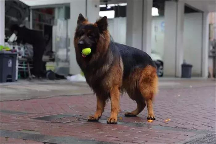 德国牧羊犬如何才可以在城市里养,德国牧羊犬不适合当宠物的原因