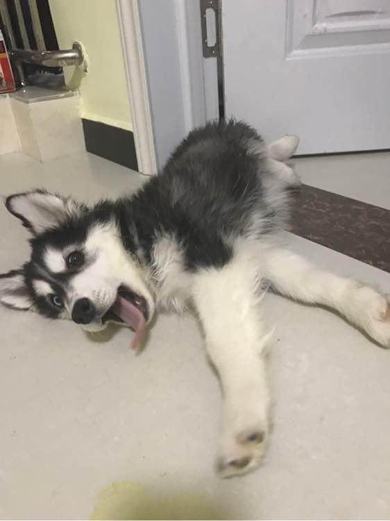 狗狗绝对不能吃到6种食物,狗狗十种不能吃食物