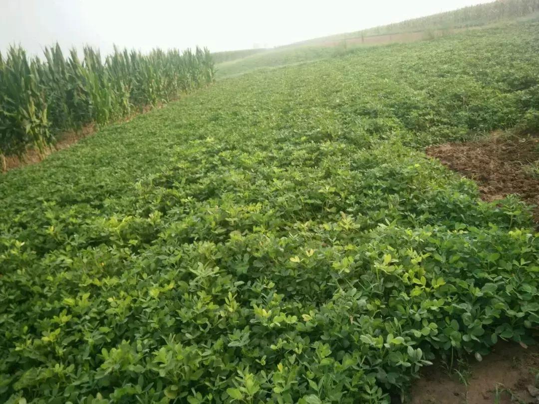 你薅（hao）过花生没？实拍花生收获全流程，提醒吃花生别吃霉的