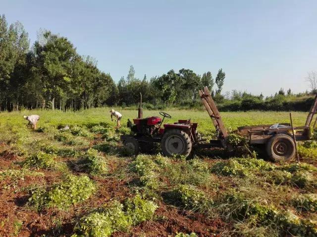 你薅（hao）过花生没？实拍花生收获全流程，提醒吃花生别吃霉的