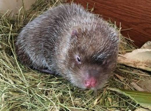 曝光6个适合农村人致富项目,农村特种种植致富项目有哪些