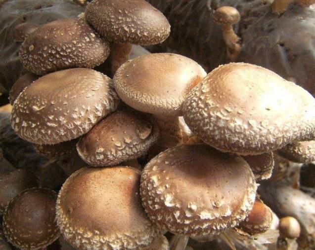 农村小型厂致富商机,农村商机加盟项目