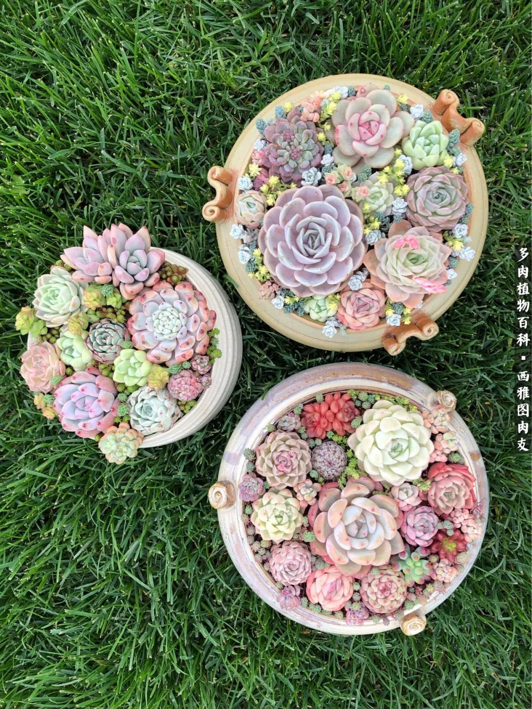 入坑几年的多肉新手,入坑多肉第一年景天科