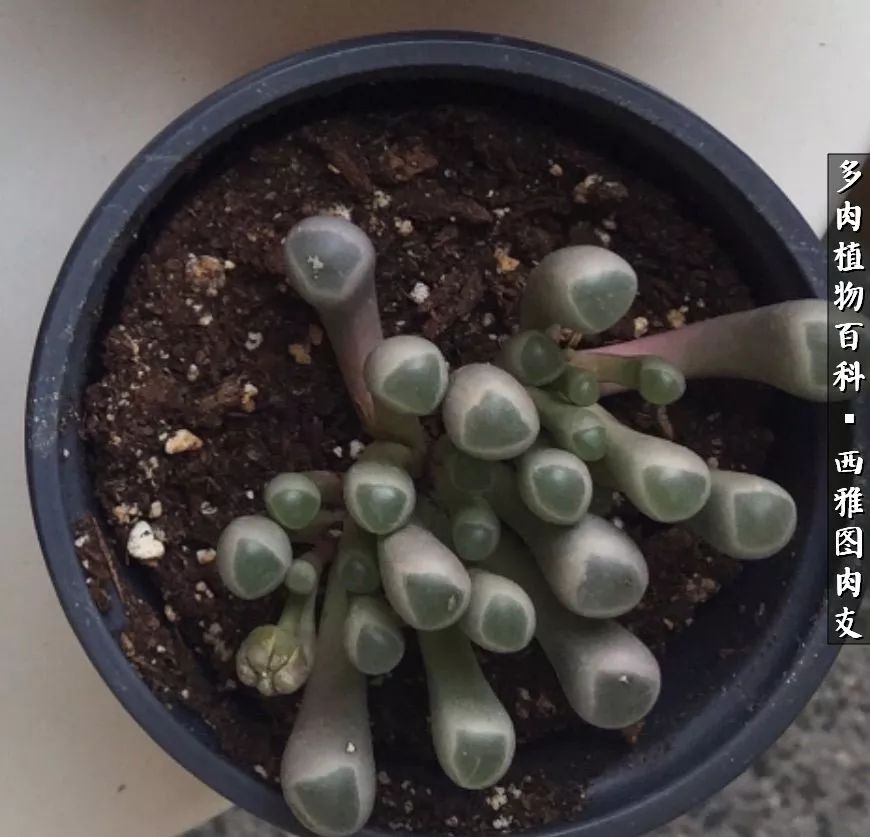 入坑几年的多肉新手,入坑多肉第一年景天科