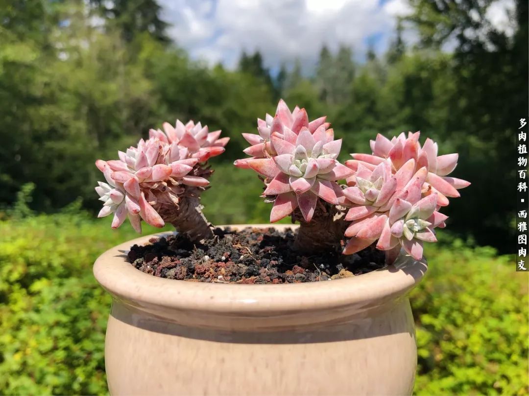 入坑几年的多肉新手,入坑多肉第一年景天科