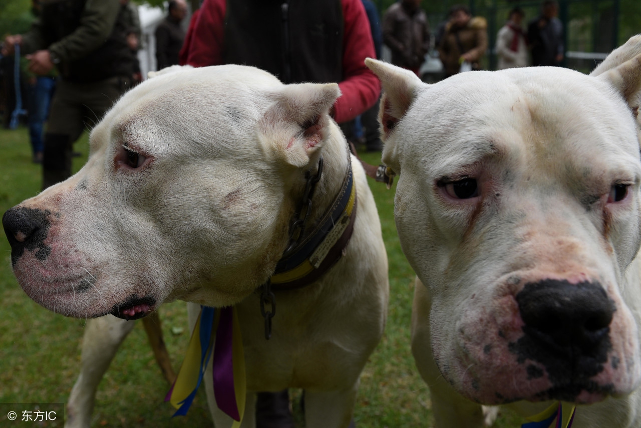 适合看家护院的大型猛犬,十大猛犬适合家养的猛犬