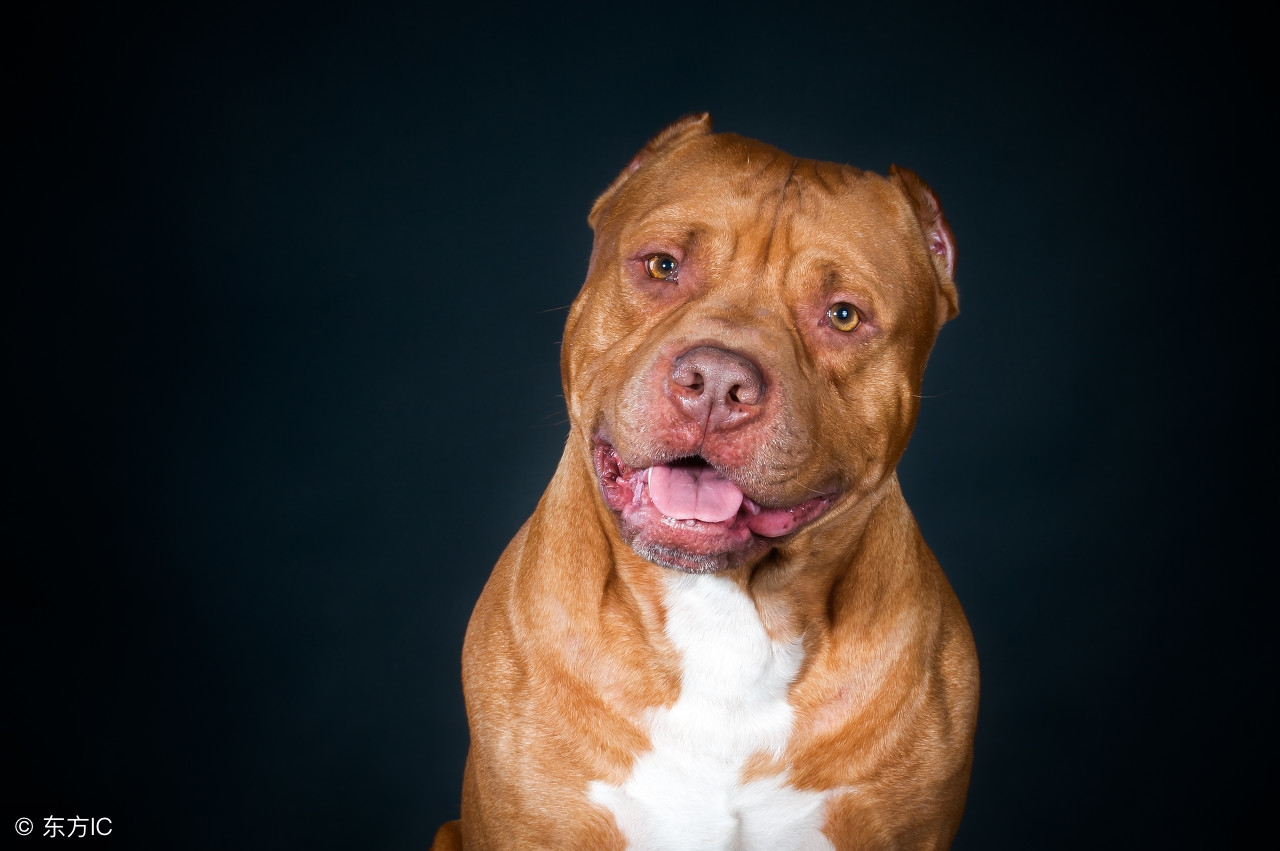 适合看家护院的大型猛犬,十大猛犬适合家养的猛犬