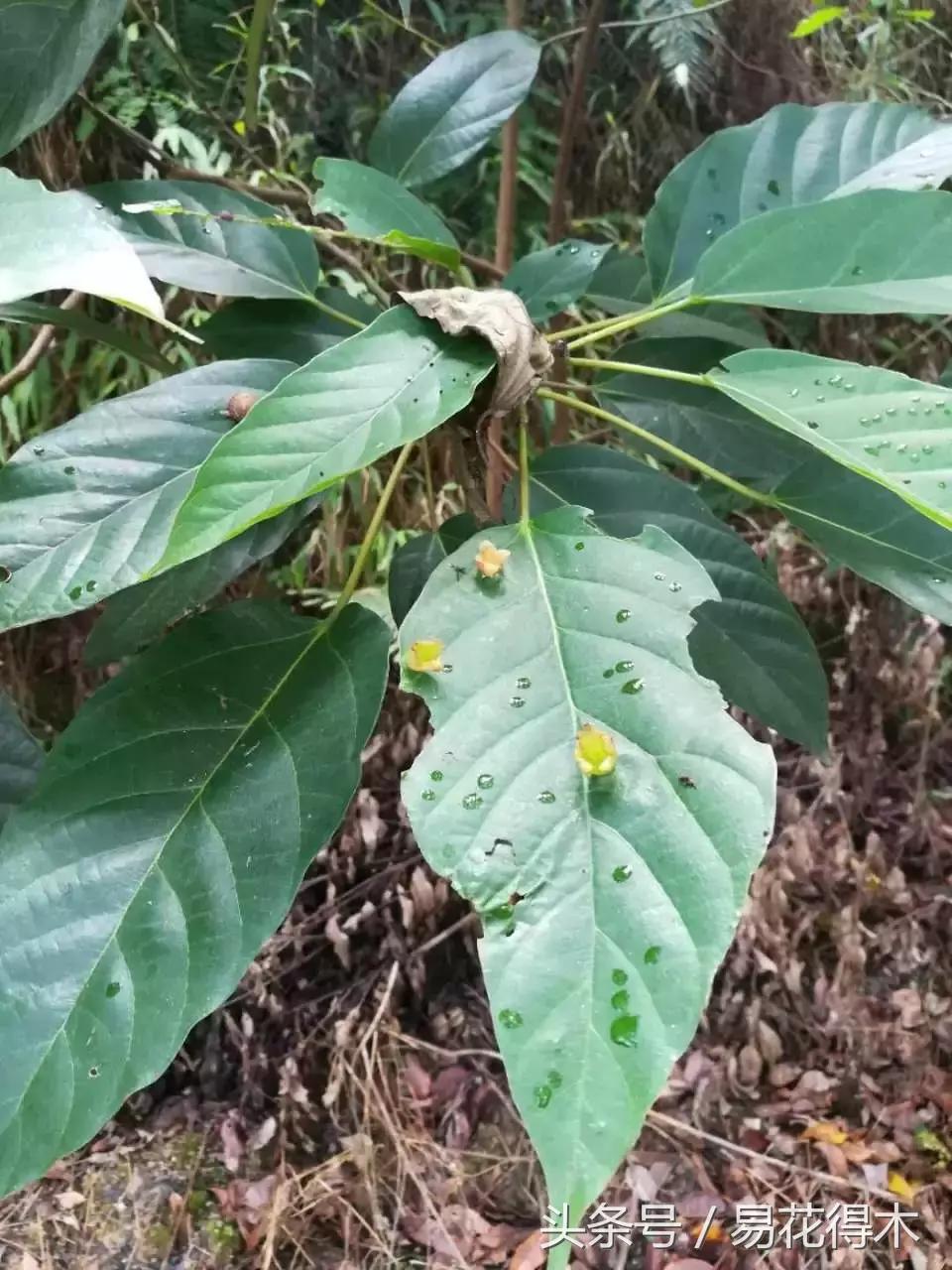 虫瘿属于虫害还是病害,虫瘿果实